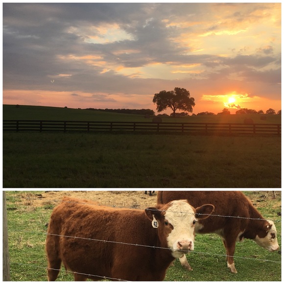 Meet your Posher, Courtney - Picture 4 of 5